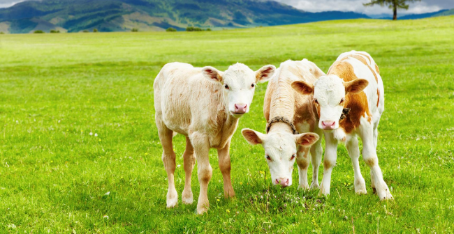 Toutes nos astuces pour un écornage réussi !